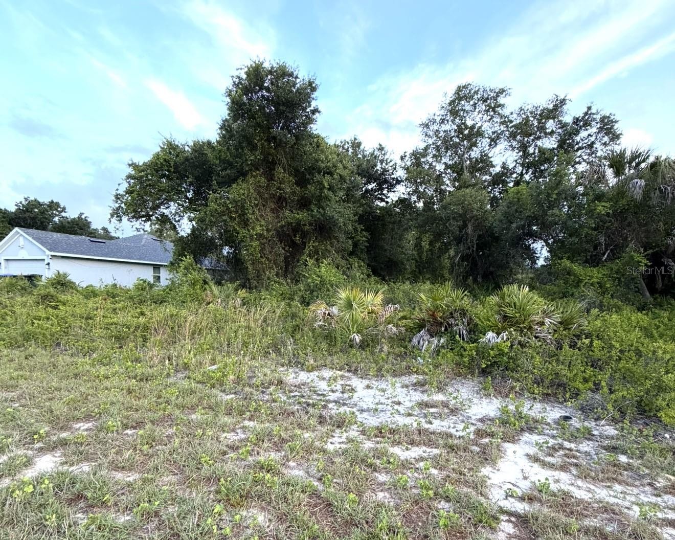 MANGROVE AVE