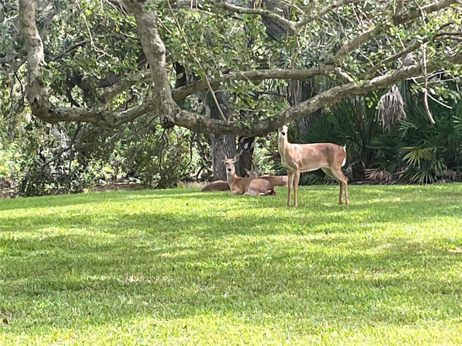 4133 CARRIAGE DR #18