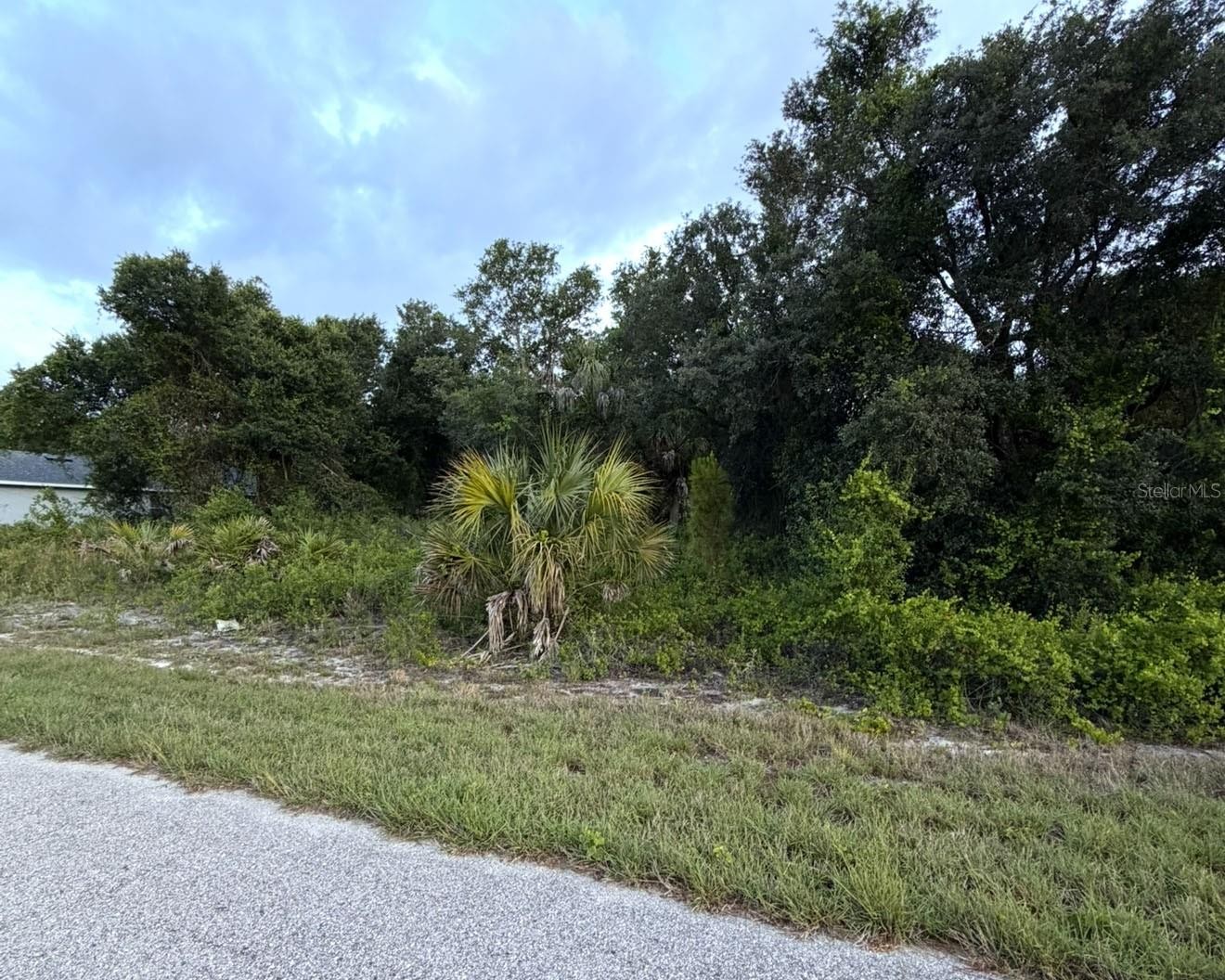 MANGROVE AVE