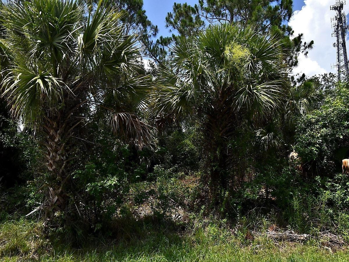 SAGO PALM RD