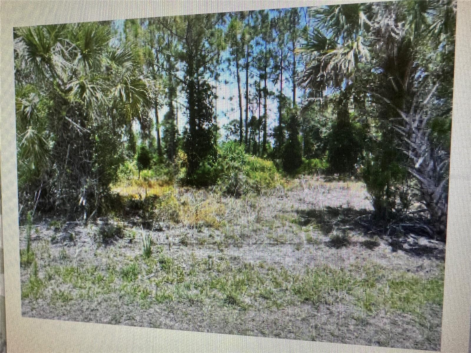 SAGO PALM RD