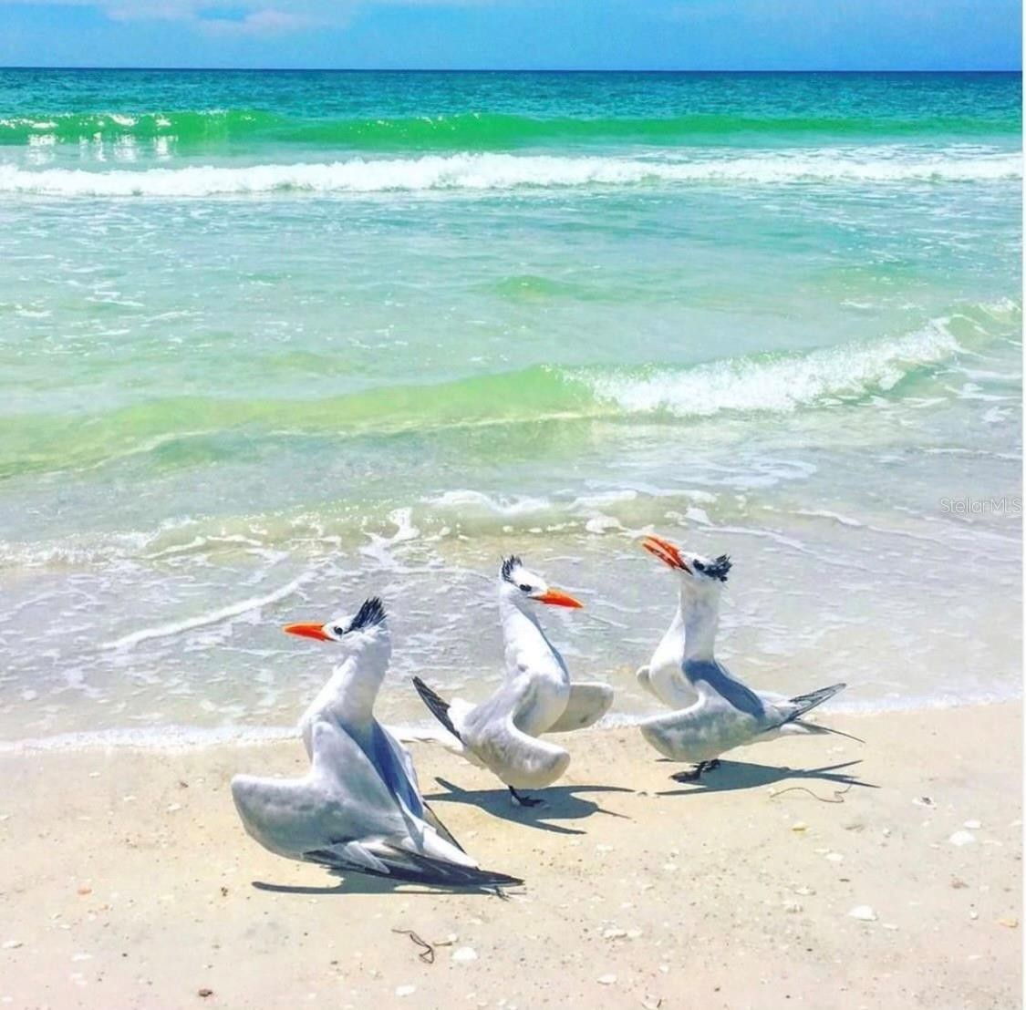 6750 GULF OF MEXICO DR #154