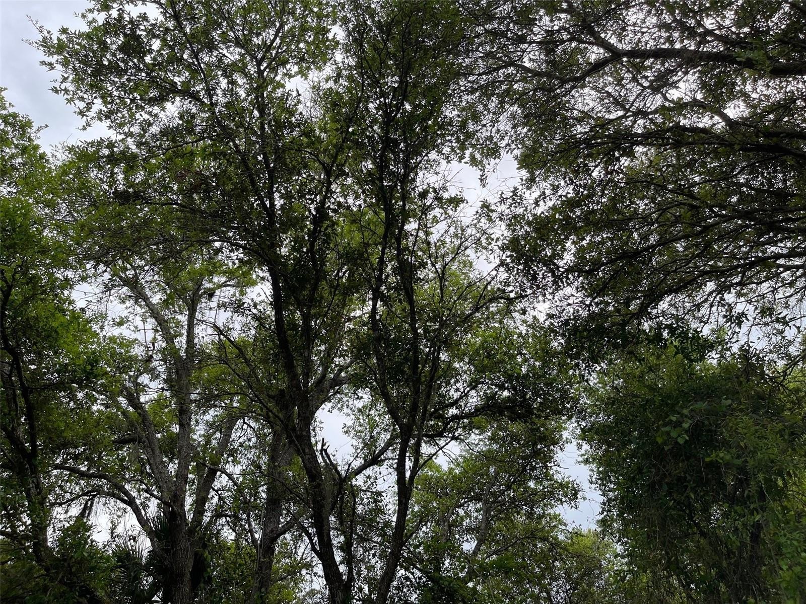 Lot 15 ANANAS RD