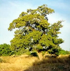shea-nut-tree