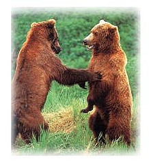 bears1