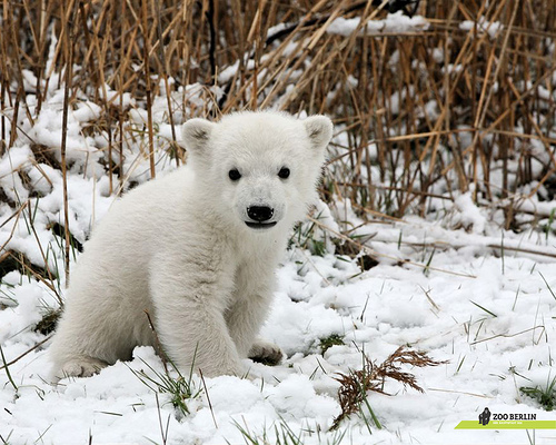 zoo-berlin_knut_1280x1024