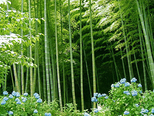 bamboo-forest-3