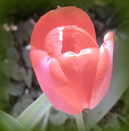 Beauty: Tulips