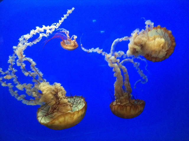 beeyootiful jellyfish