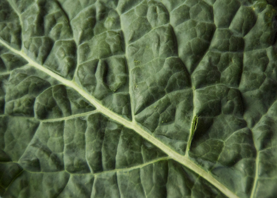 Kale Leaf