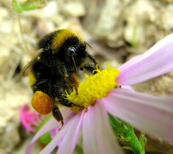 Bumblebee-on-flower