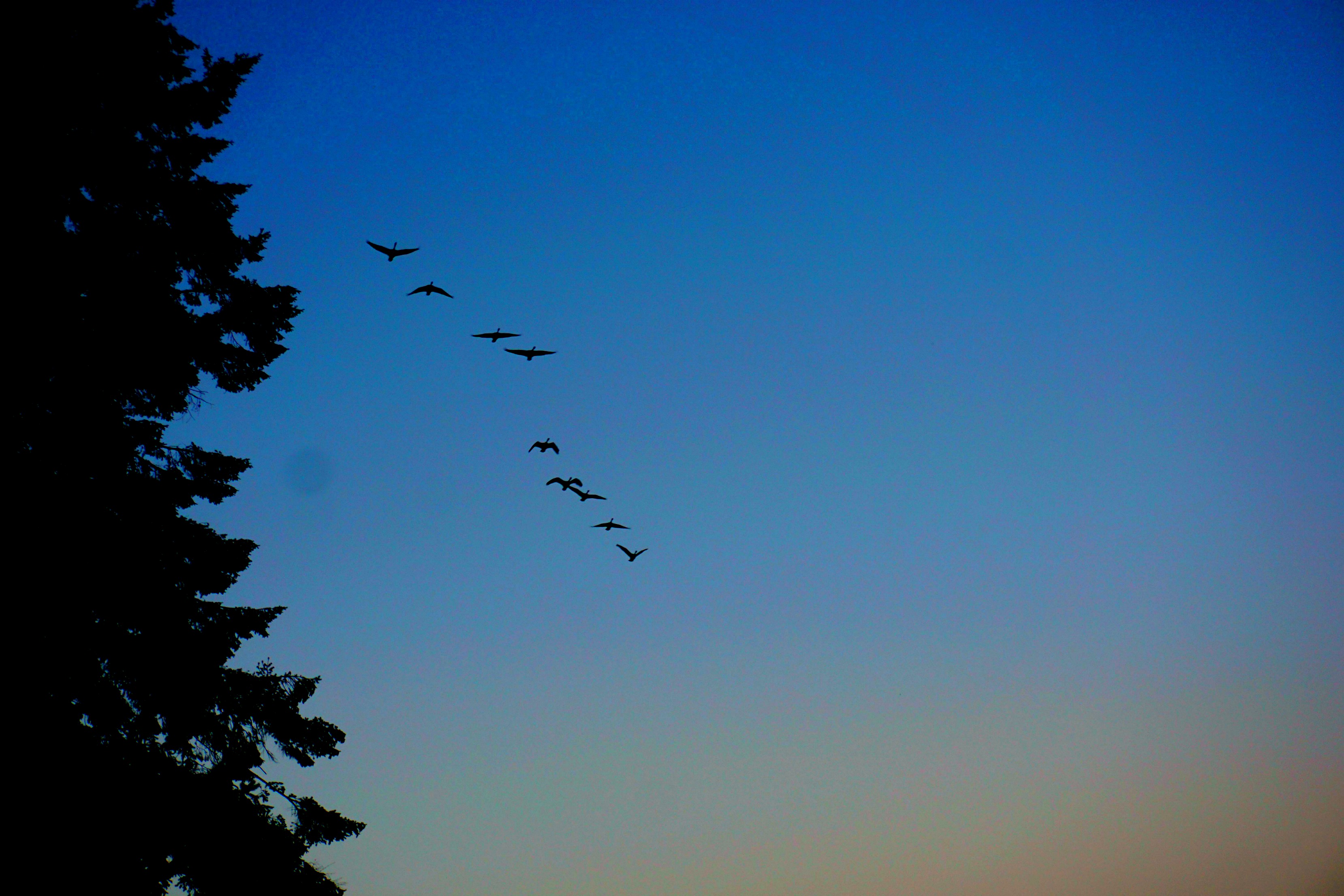 eld-inlet-birds-overhead