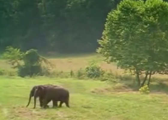 Elephants Walk .jpg
