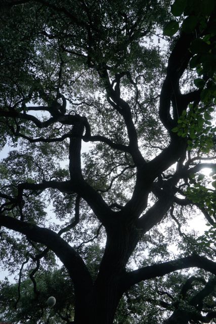 Park-lane-tree-shadow