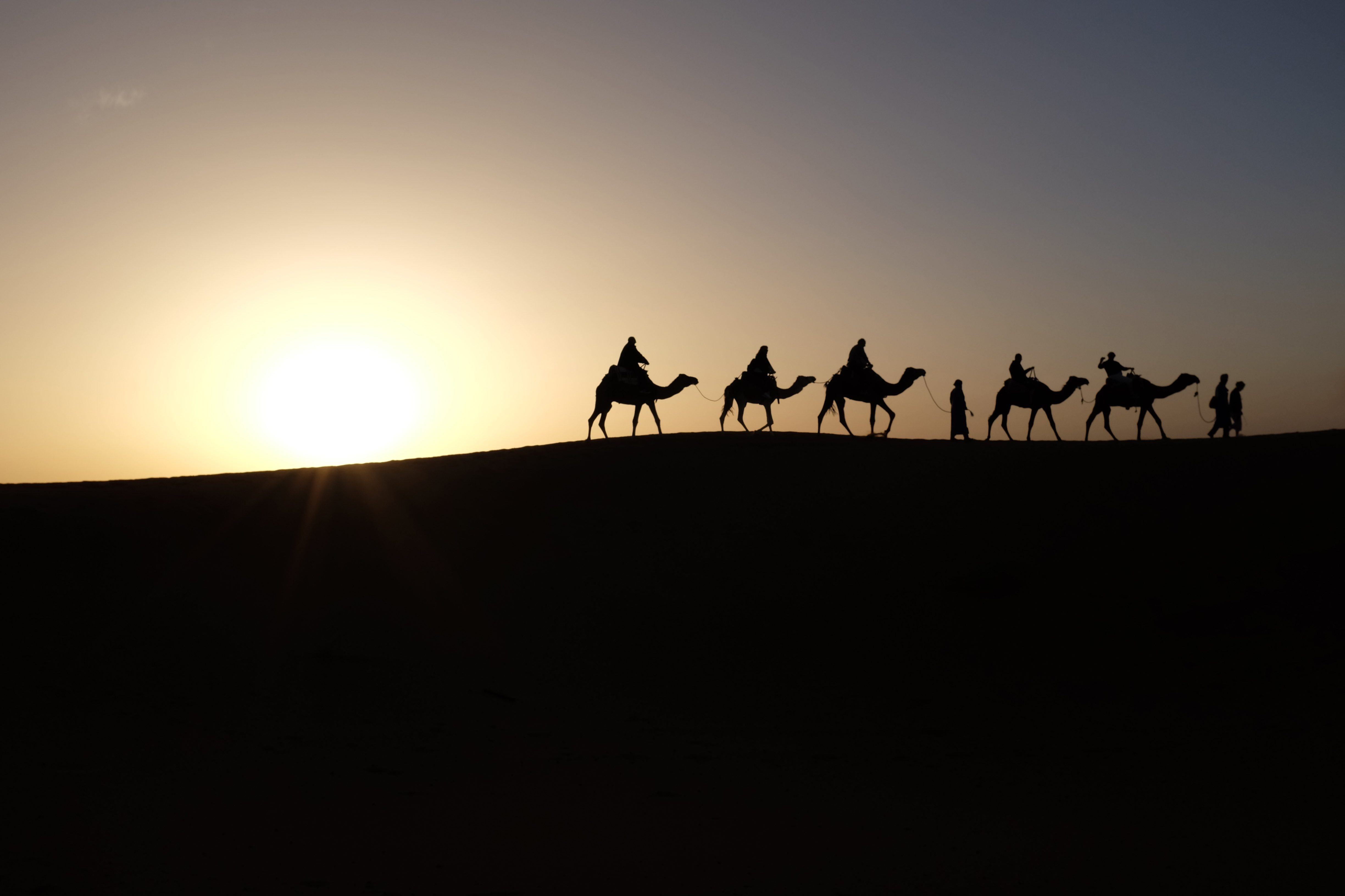 camels-in-silhouette