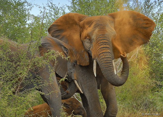 elephant dust bath