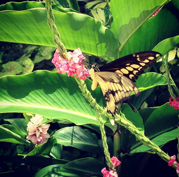 The-Retreat-Butterly-Garden