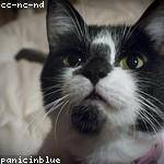 Damiano Amato Profile Picture