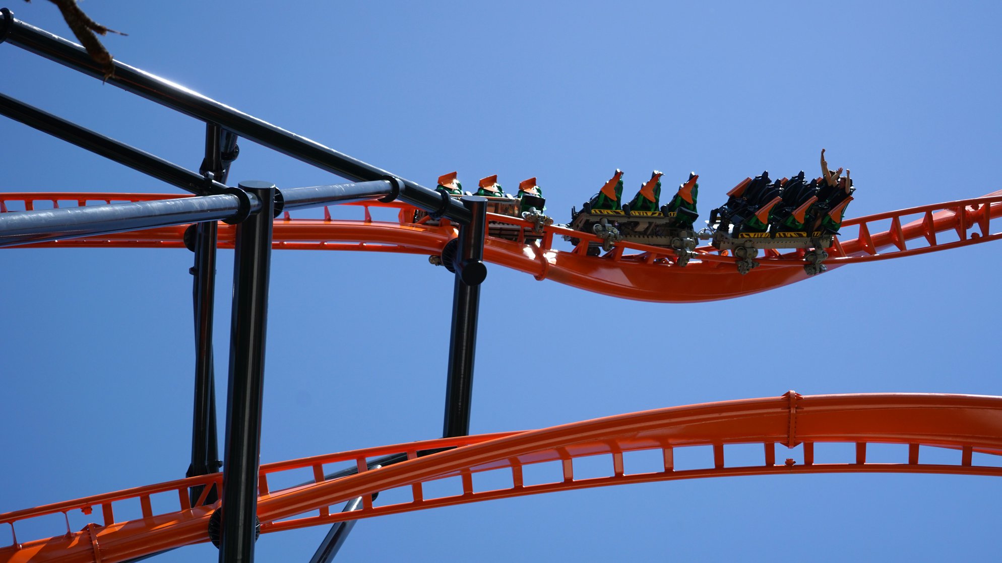 Novo tigre ameaçado chega ao Busch Gardens Tampa Bay