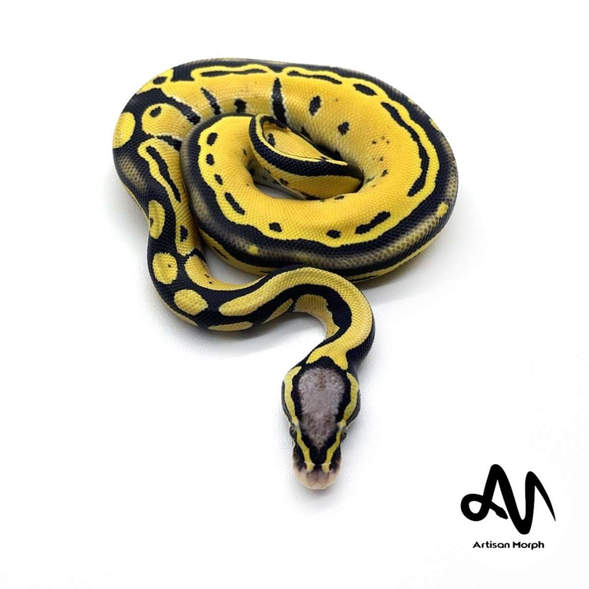 Pastel DG D-Stripe