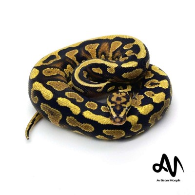animal image