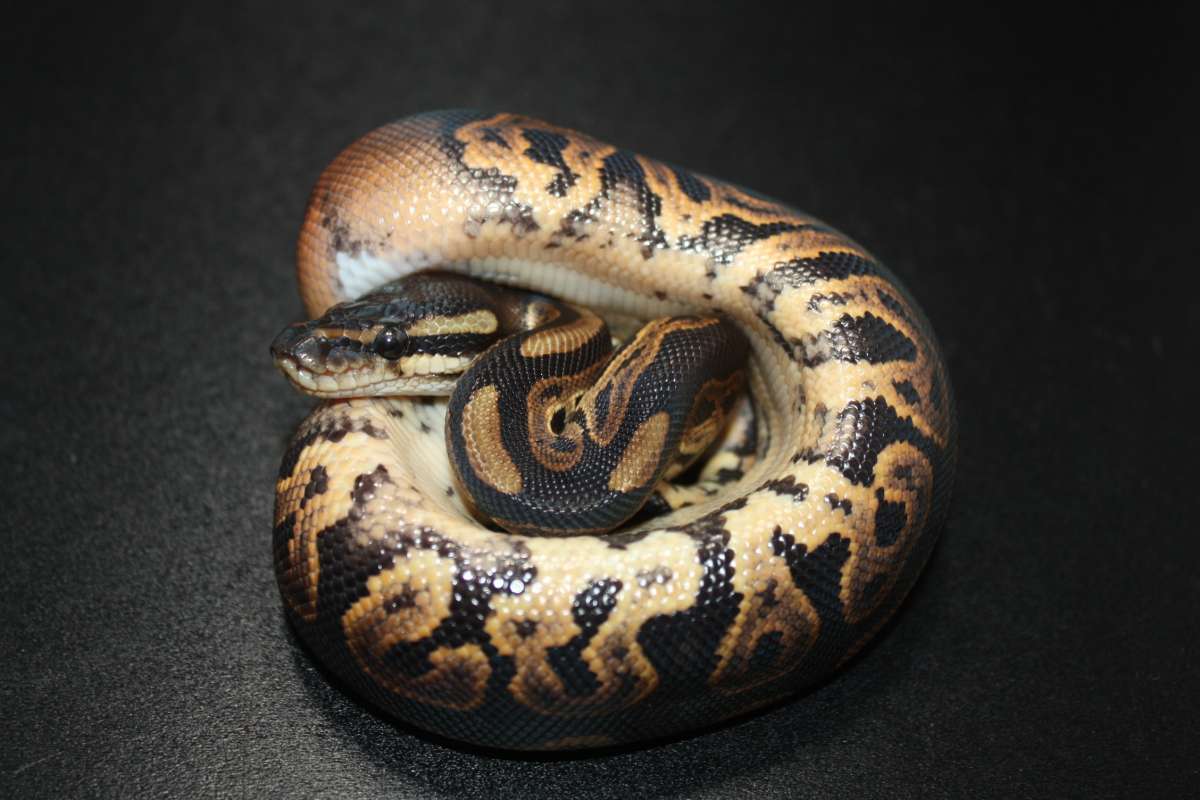 animal image