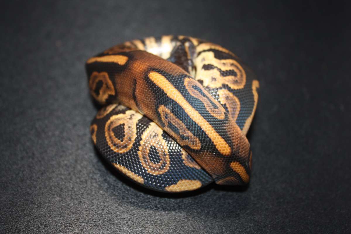 animal image