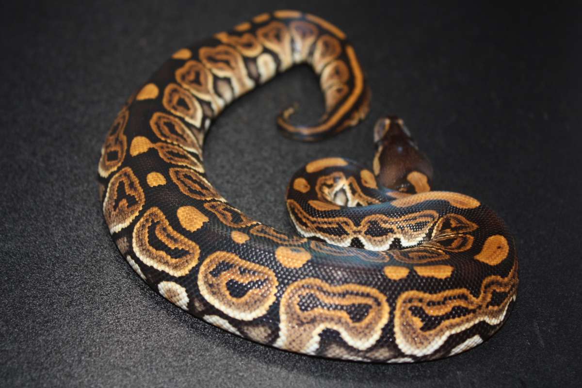 animal image