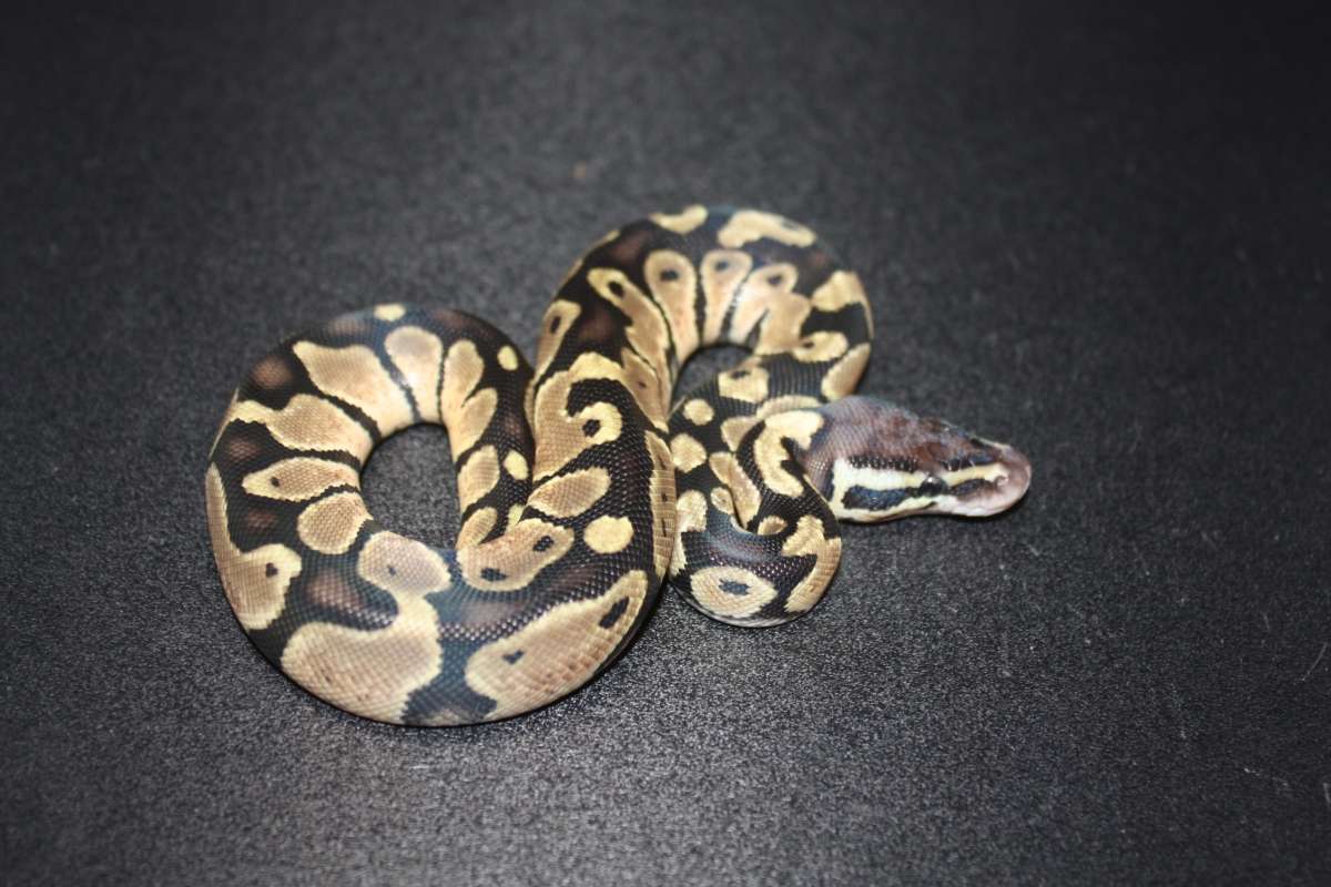 animal image