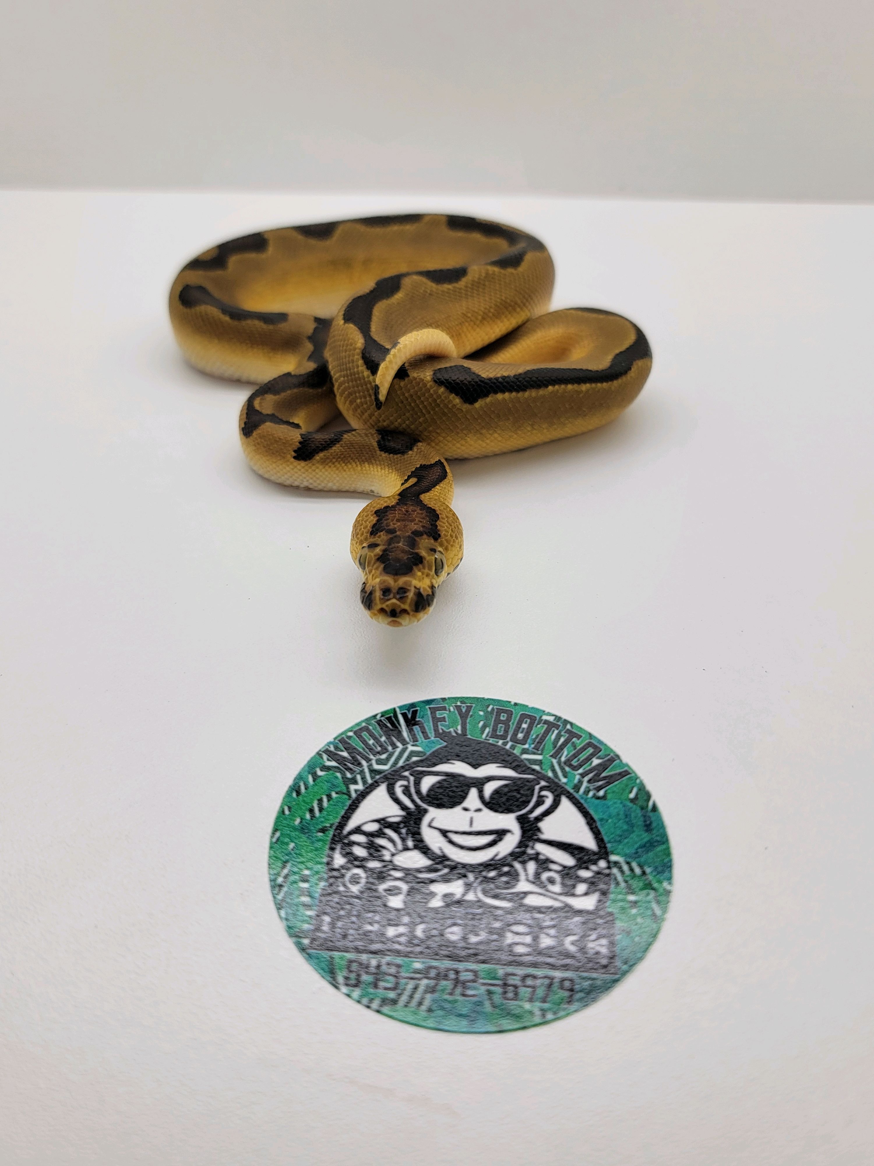 animal image