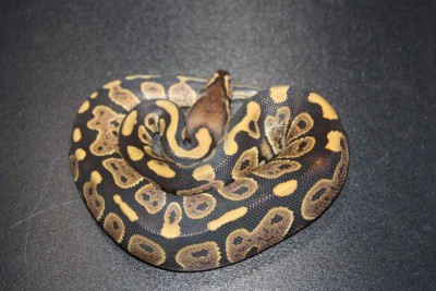 animal image