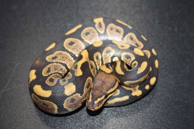 animal image