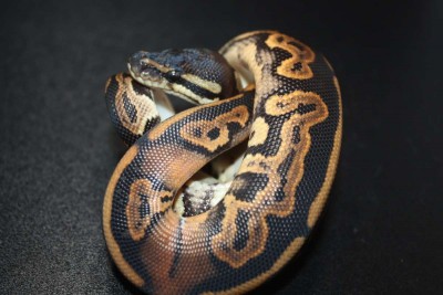 animal image