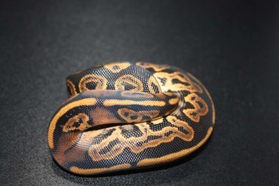animal image