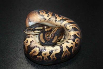 animal image