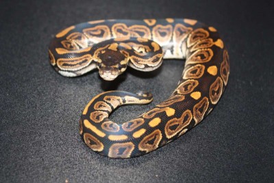 animal image