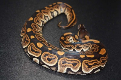 animal image