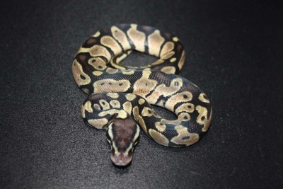 animal image