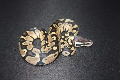 animal image