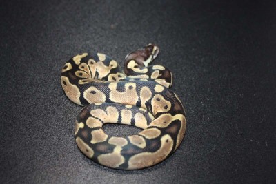 animal image
