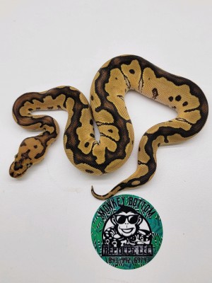 animal image
