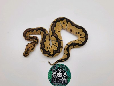 animal image