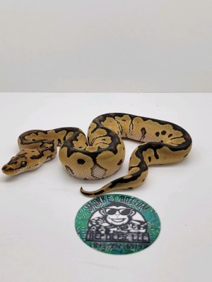 animal image