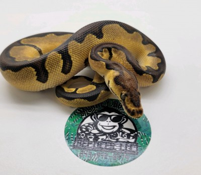 animal image