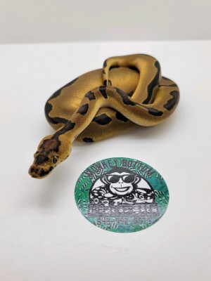 animal image