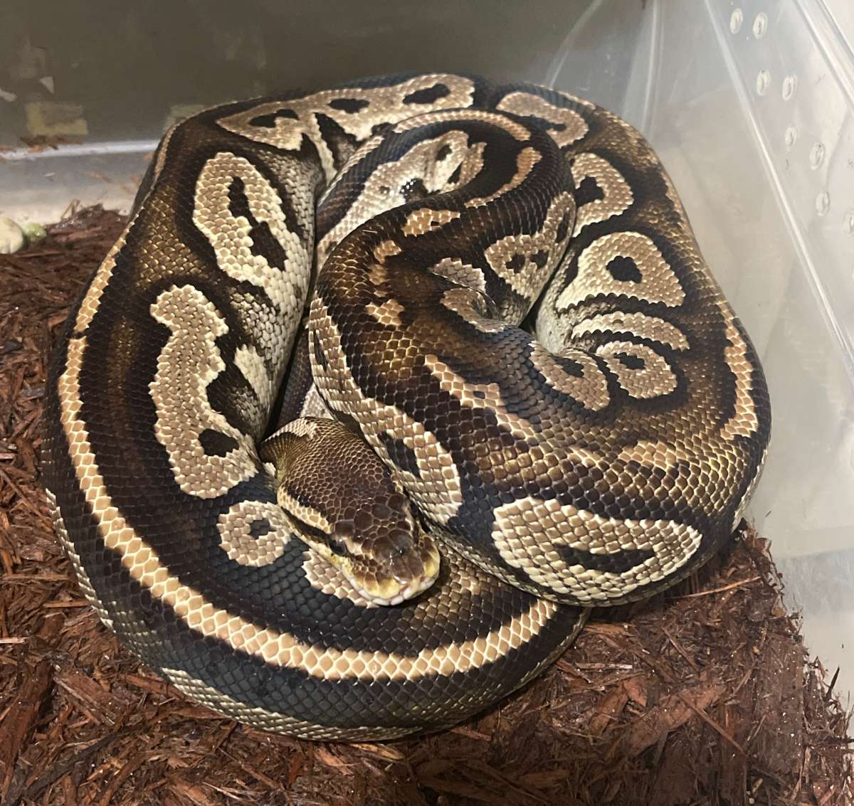 0.1BHPastel-2016