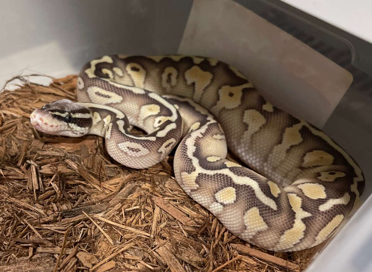 SP BUTTER HET DG MALE