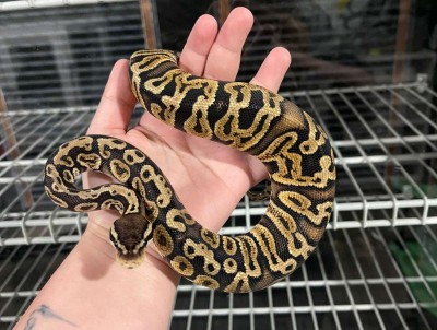 animal image