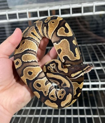 animal image