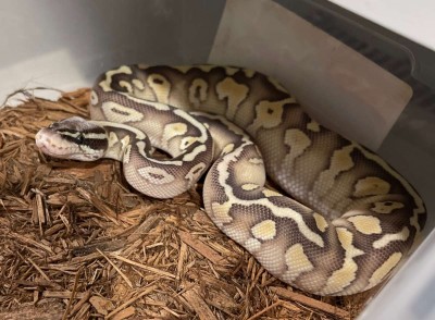 animal image